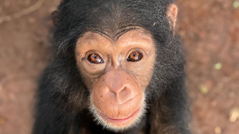 Cá thể tinh tinh được giải cứu