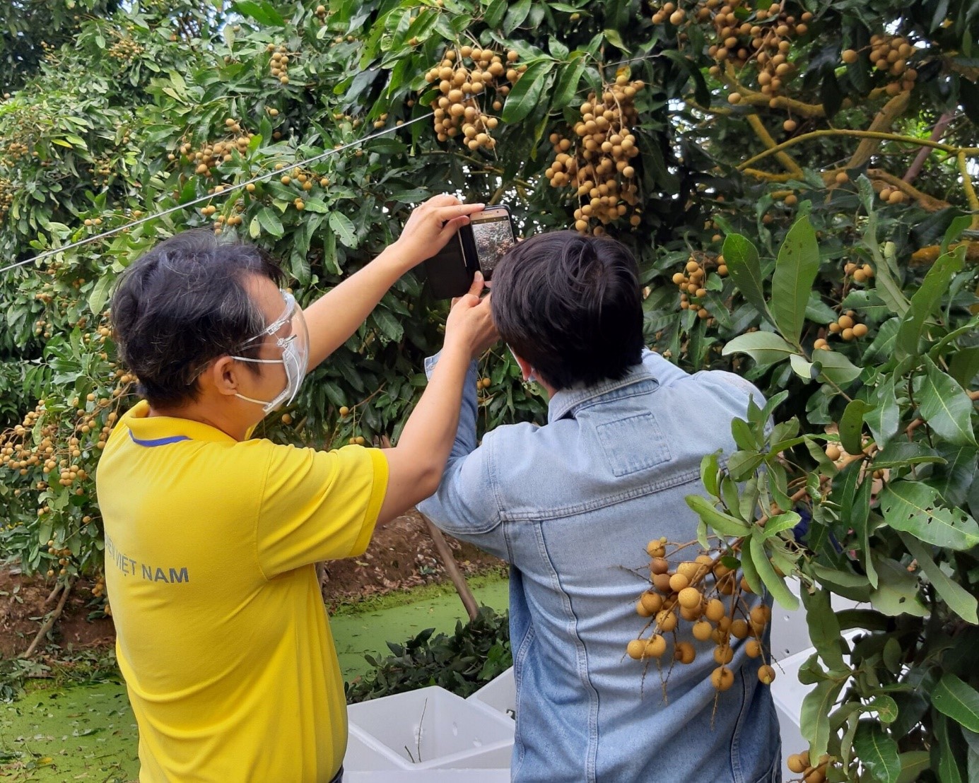 Nhân viên bưu điện hỗ trợ nông dân
